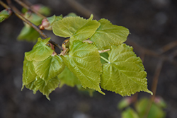 Akira Gold Linden (Tilia cordata 'Akira Gold') at Lakeshore Garden Centres