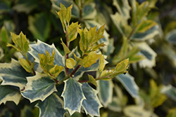 Solar Flare Holly (Ilex 'Solar Flare') at Lakeshore Garden Centres