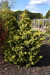 Gold Rider Silver Leyland Cypress (Cupressocyparis x leylandii 'Gold Rider Silver') at Lakeshore Garden Centres