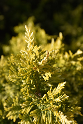 Gold Rider Silver Leyland Cypress (Cupressocyparis x leylandii 'Gold Rider Silver') at Lakeshore Garden Centres