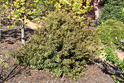 Soft Cloud Southern Wax Myrtle (Myrica cerifera 'Soft Cloud') at Lakeshore Garden Centres