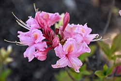 Strawberry Sundae Azalea (Rhododendron 'Strawberry Sundae') at Lakeshore Garden Centres