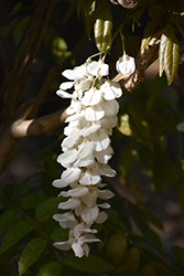 Silky Wisteria (Wisteria venusta) at Lakeshore Garden Centres