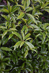 Apricot Gold Fragrant Tea Olive (Osmanthus fragrans 'Apricot Gold') at Lakeshore Garden Centres