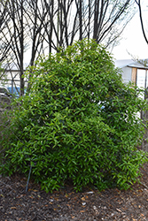 Apricot Gold Fragrant Tea Olive (Osmanthus fragrans 'Apricot Gold') at Lakeshore Garden Centres