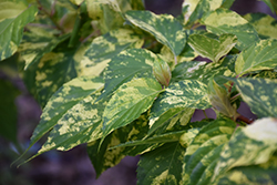 Variegated Stachyurus (Stachyurus praecox 'Variegata') at Lakeshore Garden Centres