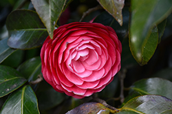 Jacks Camellia (Camellia japonica 'Jacks') at Lakeshore Garden Centres