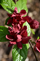 Hartlage Wine Sweetshrub (Calycanthus 'Hartlage Wine') at Lakeshore Garden Centres