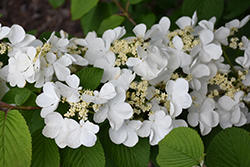 Pink Beauty Doublefile Viburnum (Viburnum plicatum 'Pink Beauty') at Lakeshore Garden Centres