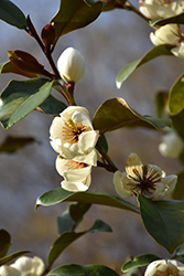 Summer Snowflake Magnolia (Magnolia laevifolia 'Summer Snowflake') at Lakeshore Garden Centres
