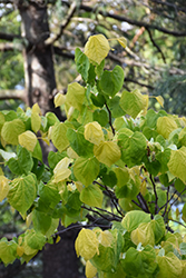 Solar Eclipse Redbud (Cercis canadensis 'JN3') at Lakeshore Garden Centres