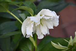 Wedding Ruffles Hellebore (Helleborus 'Wedding Ruffles') at Lakeshore Garden Centres