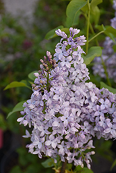 Tiny Dancer Lilac (Syringa vulgaris 'Elsdancer') at Lakeshore Garden Centres
