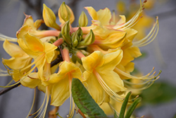 Admiral Semmes Azalea (Rhododendron 'Admiral Semmes') at Lakeshore Garden Centres