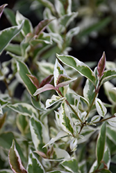 Excelsum Superbum Glossy Privet (Ligustrum lucidum 'Excelsum Superbum') at Lakeshore Garden Centres