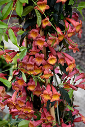 Tangerine Beauty Cross Vine (Bignonia capreolata 'Tangerine Beauty') at Lakeshore Garden Centres