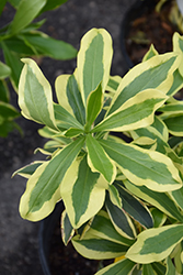 Rebecca Variegated Winter Daphne (Daphne odora 'Hewreb') at Lakeshore Garden Centres