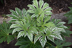 Spider's Web Japanese Fatsia (Fatsia japonica 'Spider's Web') at Lakeshore Garden Centres