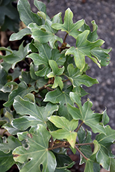 Curly Fatshedera (Fatshedera x lizei 'Curly') at Lakeshore Garden Centres
