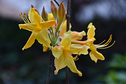 Spring Fanfare Azalea (Rhododendron 'Spring Fanfare') at Lakeshore Garden Centres
