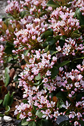 Eleanor Taber Indian Hawthorn (Rhaphiolepis indica 'Conor') at Lakeshore Garden Centres
