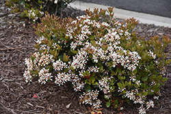 Snowcap Indian Hawthorn (Rhaphiolepis x delacourii 'Corleyscourii') at Lakeshore Garden Centres