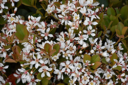 Snowcap Indian Hawthorn (Rhaphiolepis x delacourii 'Corleyscourii') at Lakeshore Garden Centres