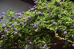 Blue Moon Wisteria (Wisteria macrostachya 'Blue Moon') at Peter Knippel Garden Centre