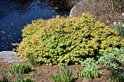 Kiyohime Yatsubusa Japanese Maple (Acer palmatum 'Kiyohime Yatsubusa') at Lakeshore Garden Centres