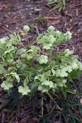 Picadilly Strain Hellebore (Helleborus foetidus 'Picadilly Strain') at Lakeshore Garden Centres