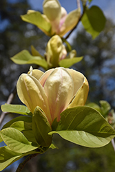 Sunsation Magnolia (Magnolia 'Sunsation') at Peter Knippel Garden Centre