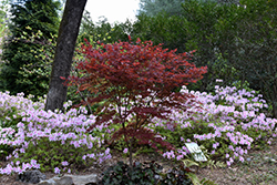 Red Baron Japanese Maple (Acer palmatum 'Red Baron') at Lakeshore Garden Centres