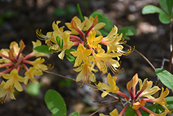 My Mary Azalea (Rhododendron 'My Mary') at Lakeshore Garden Centres