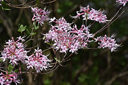 Piedmont Azalea (Rhododendron canescens) at Lakeshore Garden Centres