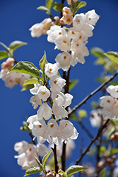 Carolina Silverbell (Halesia tetraptera) at Lakeshore Garden Centres