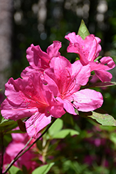 Pride Of Mobile Azalea (Rhododendron 'Pride of Mobile') at Lakeshore Garden Centres