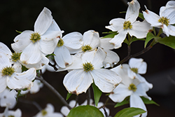 Dixie Colonnade Flowering Dogwood (Cornus florida 'Dixie Colonnade') at Lakeshore Garden Centres