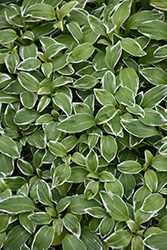 Variegated Parrot Feather (Alstroemeria psittacina 'Variegata') at Lakeshore Garden Centres