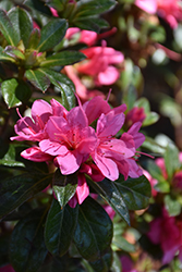Encore Autumn Cheer Azalea (Rhododendron 'Conlef') at Lakeshore Garden Centres