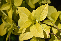 Lemon Zest Hydrangea (Hydrangea macrophylla 'Lemon Zest') at Lakeshore Garden Centres