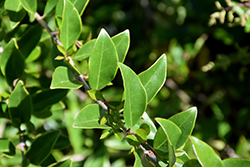 East Bay Japanese Privet (Ligustrum japonicum 'East Bay') at Lakeshore Garden Centres