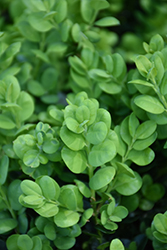 Rotundifolia Boxwood (Buxus sempervirens 'Rotundifolia') at Lakeshore Garden Centres