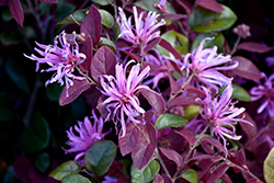Ruby Chinese Fringeflower (Loropetalum chinense 'Ruby') at Lakeshore Garden Centres