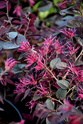 Dark Fire Fringeflower (Loropetalum chinense 'Dark Fire') at Lakeshore Garden Centres