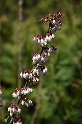 Montgomery Rabbiteye Blueberry (Vaccinium ashei 'Montgomery') at Lakeshore Garden Centres