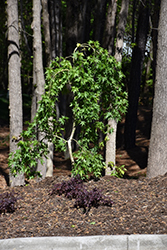 Weeping Sweet Gum (Liquidambar styraciflua 'Pendula') at Lakeshore Garden Centres