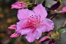 Phoeniceum Azalea (Rhododendron 'Phoeniceum') at Lakeshore Garden Centres