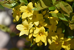 Swamp Jessamine (Gelsemium rankinii) at Lakeshore Garden Centres