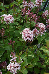Bloomerang Pink Perfume Lilac (Syringa 'Pink Perfume') at Lakeshore Garden Centres