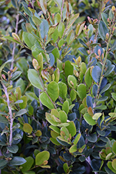 Athens Tower Myrtle Leaf Distylium (Distylium myricoides 'Athens Tower') at Lakeshore Garden Centres